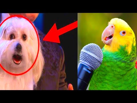 funny animal talking || fun superfast