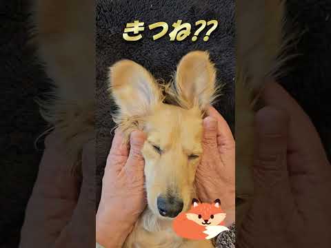 第26回ミルヒに変顔させてみた　#ミニチュアダックス #dog #子犬  #ダックスフンド #カニンヘンダックスフンド 　#犬のいる暮らし  #miniaturedachshund #ペット動画