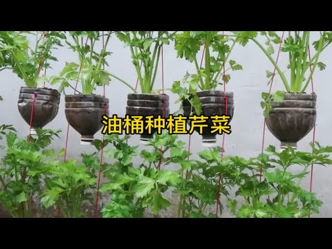 用空油桶种芹菜，不仅简单实用，而且还特别高产，赶快来学一学吧