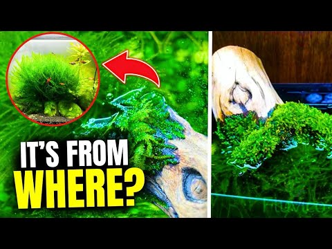 The 15 BEST Types Of Aquarium Moss