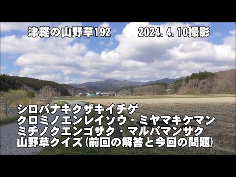 津軽の山野草192(ｼﾛﾊﾞﾅｷｸｻﾞｷｲﾁｹﾞ、ｸﾛﾐﾉｴﾝﾚｲｿｳ、ﾐﾁﾉｸｴﾝｺﾞｻｸ、ﾐﾔﾏｷｹﾏﾝ、ﾏﾙﾊﾞﾏﾝｻｸ、山野草ｸｲｽﾞ)