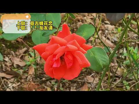 上联：亘古蜂花恋   下联：？！友友请 #教育 #学习