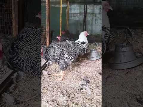 Plymouth Barred Rock Heritage Trio for Sale| #fjfarms #plymouth #breeders #forsale #backyardchicken