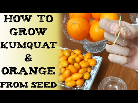 How to grow kumquat from seed grow orange from seed 种植金橘的方法 संतरा को बीज से कैसे उगायेकुमकुम क्या