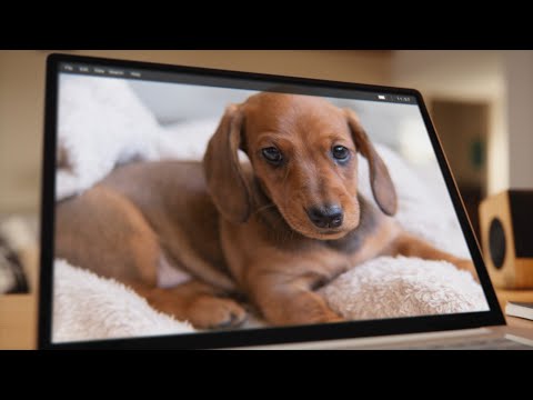 Acrobat's Got It: Puppy's Gotta Go [feat: Adobe Acrobat for business]