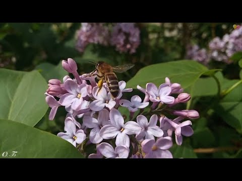 Футаж Сирень цветёт.