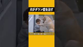 一匹の犬がダウン症の子供に出会った時、あなたは涙を止めていられるだろうか？ #犬 #ダウン症 #感動する話