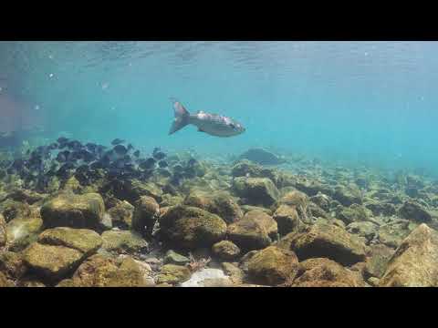 【ダイビング】獅子浜の浅場で遊ぶ🤗