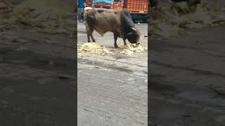 heavy body brown bull #animals #animallover #bull #subscribe #shortsvideo #shorts #trending