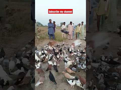 #beautiful #pigeon #kabootar #shorts #shortvideo #youtubeshorts #subscribe #channel #whatsappstatus