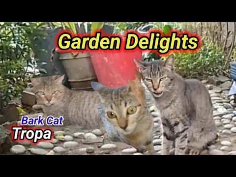 "A Garden of Delights: The Family Meows' Tale"