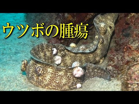 Eels with warts on their bodies