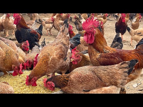 How to raise free range chickens for meat and eggs: From chicks to adult chickens, part 1