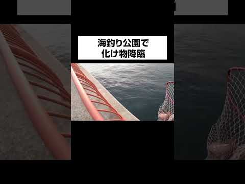 海釣り公園でコレは焦る