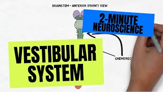 2-Minute Neuroscience: Vestibular System