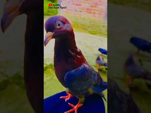 Pigeon racing 🕊️ready steady go #shorts#pigeon #pets #racing #pigeonracing#SirajSuperPigeon#vairal