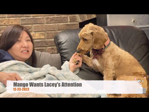 Mango Wants Lacey's Attention