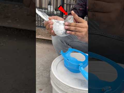 How to use a pigeon holder 🕊️✅ || #pigeon #kalapati #kabutar #shorts