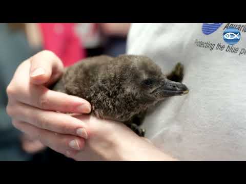 Our 2023 African Penguin Chick!