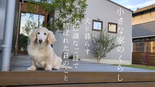 小さな家のくらし｜犬と暮らす/マロと家族になった日の事/パンケーキで愛犬とおやつ時間🥞