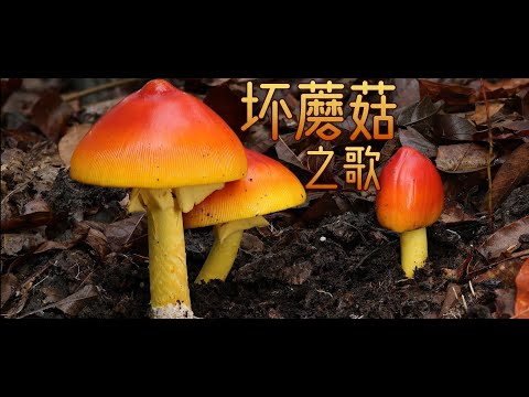 娱乐一下，坏蘑菇之歌