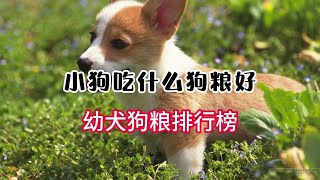 幼犬吃什么狗粮好？6款幼犬狗粮排行来了！