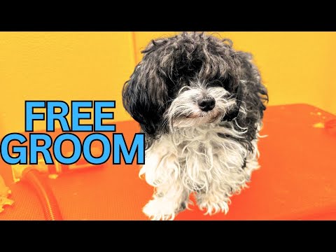 I Tried FREE Dog Grooming on a Matted Small Mix and Here's What Happened!