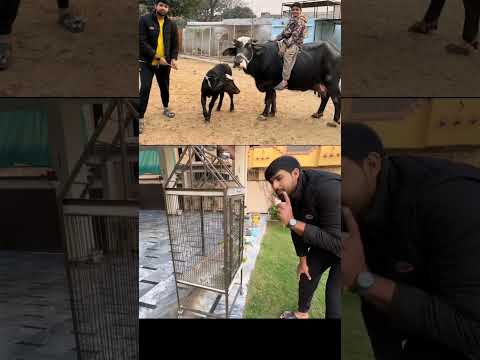 Zain Nay Aj Buffalo Riding Ki 😁 Wapis Chor Aey | #petsvlog #birds #buffaloriding