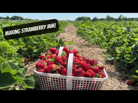 A Day On The Homestead | Making Strawberry Jam