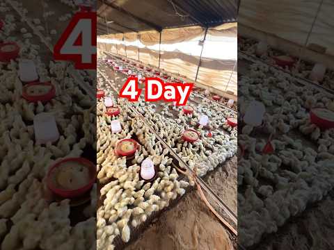 4Day old chicks #poultry #chickenfarming #trendingvideo #chicken#poultrylife #chickenfarmingbusiness