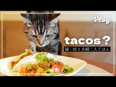 A cat and a couple's meal-tacos-[Vlog]