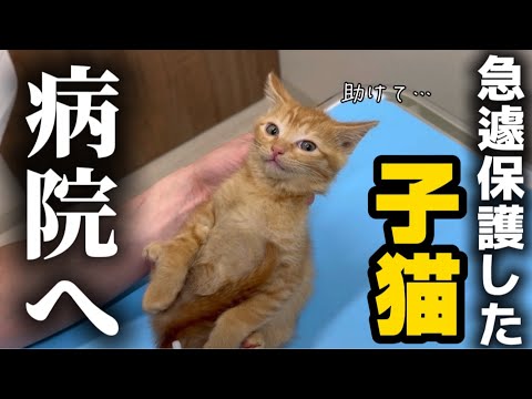 緊急保護した子猫たちを病院に連れて行ったら…