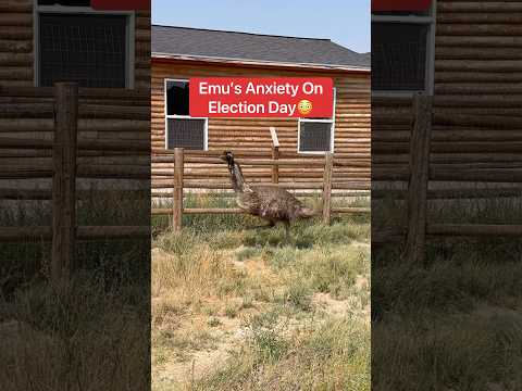 Emu’s Anxiety On Election Day 😳 #shorts #emu