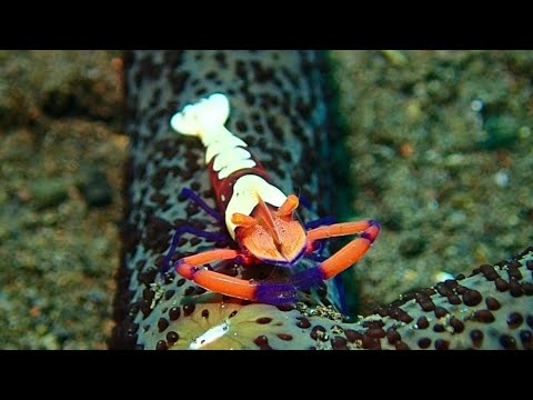 [ウミウシカクレエビ] 何故、エビがウミウシと共生するのか? Emperor shrimp in kubu tulamben