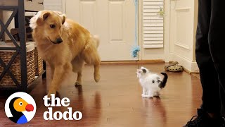 Golden Retriever Helps Raise Kitten | The Dodo