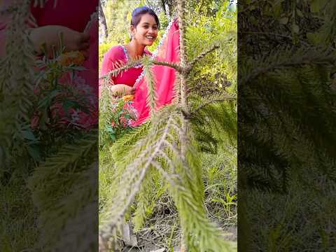 Palke jhukaou#hindisong#shortvideo#explore