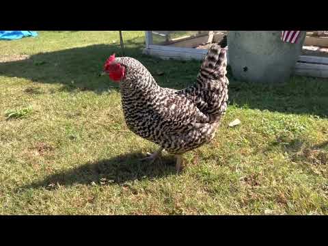 BarnLime for your backyard chicken coop (Oder and pest elimination)