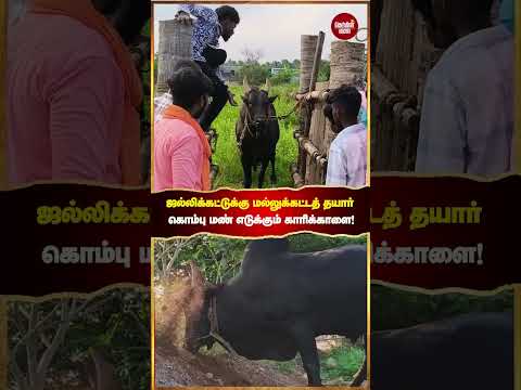 பில்லம்ம நாயக்கம்பட்டி கிராமத்தில் காங்கேயம், காரிக்காளைகளை பயிற்சியில் ஈடுபடுத்தும் வீரர்கள்