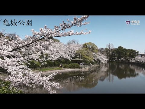 【亀城公園】魅力あふれる公園づくり構想の紹介