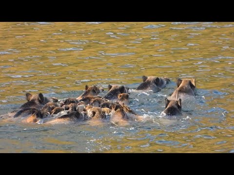 WILD BOARS WENT INTO THE LAKE, EPIC WILD BOAR HUNTS, LONG RANGE SHOTS