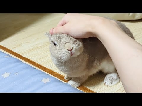 用もないのに何度も飼い主に呼びつけられたうさぎさんが本気で怖い顔をする瞬間