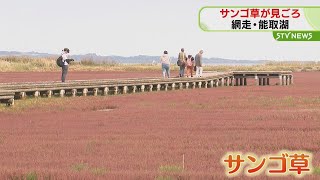 秋の訪れ告げるサンゴ草　湖一面を紅色に染める　見ごろは９月末まで　北海道網走市・能取湖