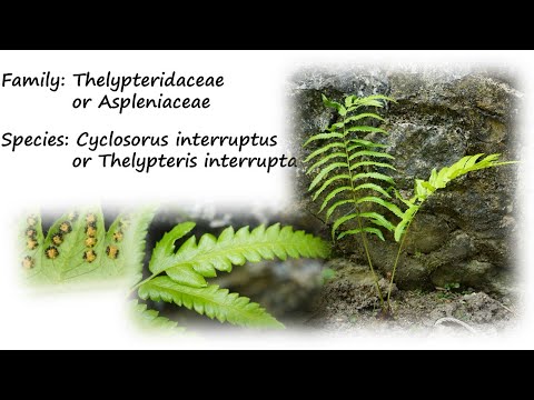 Fern Family Thelypteridaceae, Species Cyclosorus interruptus