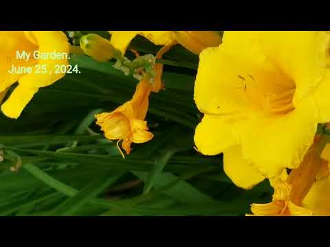 Relaxing Music: My Garden on June 25, 2024 - Vuon hoa nha minh mot chieu mua He.