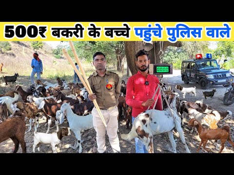 ₹500 बेच रहे थे बकरी के बच्चे पहुंचे पुलिस वाले | Bakra kahan se khariden | Goat for sale