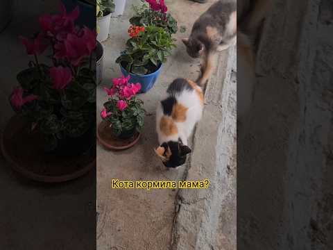 Кота кормила мама? #приколыскотами #юмор #кошки #прикол #смешныекошки #short