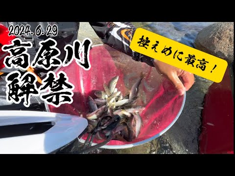 水質抜群の高原川でギンギンの鮎を釣る！解禁釣行！【2024.6.29】