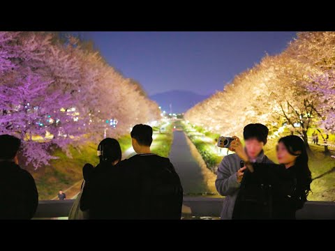 SEOUL Cherry Blossom Festival 2024, Best Beautiful Bridge Yangjaecheon, Seocho-gu, Seoul Korea.