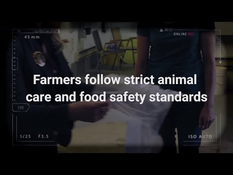 Clip: Chicken Squad Intelligence™ - Animal Care