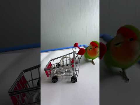 Bird Training : Smart lovebird Parrot | Smart Little Cute Parrot  #training #smartparrot #cute